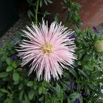 Callistephus chinensis 'Starlight Light Pink' - Chinese aster, Zomeraster, Reinmargriet