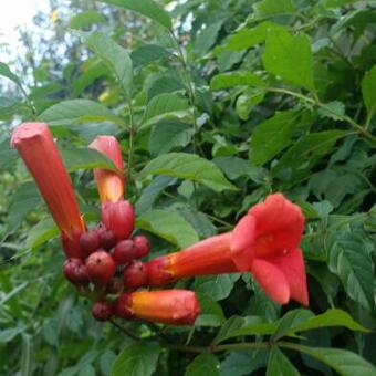 Campsis x tagliabuana 'Indian Summer'