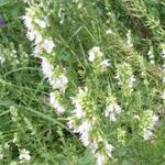 Hyssopus officinalis 'Albus' - Hyssop - Hyssopus officinalis 'Albus'