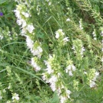 Hyssopus officinalis 'Albus' - Hyssop