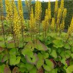 Ligularia hodgsonii - Kruiskruid