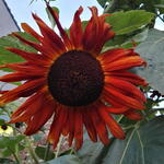 Helianthus annuus 'Claret' - Zonnebloem