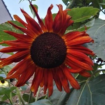 Helianthus annuus 'Claret'