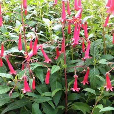 Kaapse Fuchsia - Phygelius x rectus 'African Queen'