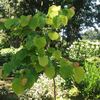 Cercis canadensis 'The Rising Sun'