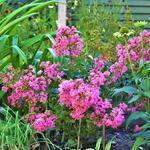 Lagerstroemia indica 'WITH LOVE Eternal' - Indische sering