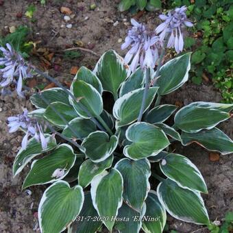 Hosta 'El Nino'