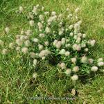 Trifolium arvense - Hazenpootje