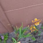 Crocosmia x crocosmiiflora 'Sunglow' - Montbretia