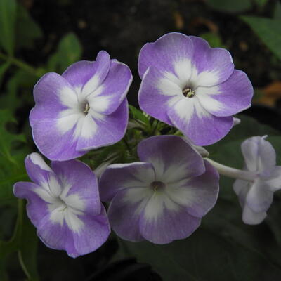 Vlambloem - Phlox paniculata 'Blue Boy'