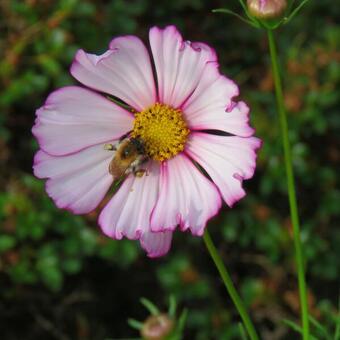 Cosmos bipinnatus 'Picotée'