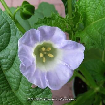 Nicandra physalodes