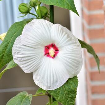 Hibiscus moscheutos 'LUNA White Red Eye'