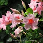 Mandevilla 'SUNDAVILLE Cream Pink' - Mandevilla