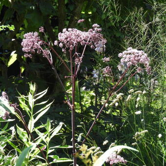 Angelica sylvestris 'Ebony'