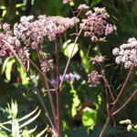 Angelica sylvestris 'Ebony' - Gewone engelwortel