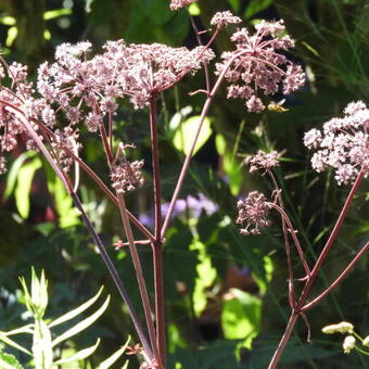 Angelica sylvestris 'Ebony'