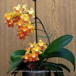 Phalaenopsis Baldan's Kaleidoscope 'Golden Treasure' - Orchidee