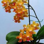 Phalaenopsis Baldan's Kaleidoscope 'Golden Treasure' - Orchidee