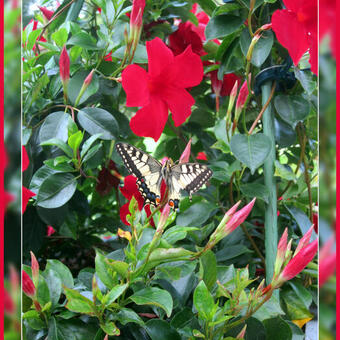 Mandevilla 'SUNDAVILLE Red'