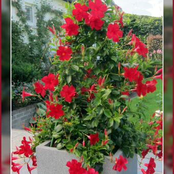 Mandevilla 'SUNDAVILLE Red'