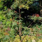 Sorbus randaiensis - Taiwanese berglijsterbes