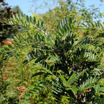 Sorbus scalaris - Chinese lijsterbes