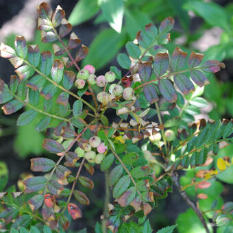 Sorbus reducta