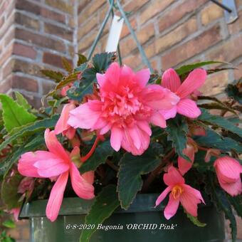 Begonia 'ORCHID Pink'