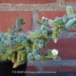 Delosperma echinatum - Augurkenplantje