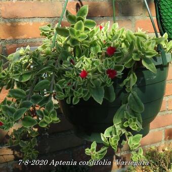 Aptenia cordifolia 'Variegata'