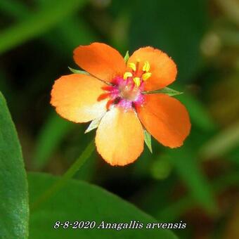 Anagallis arvensis