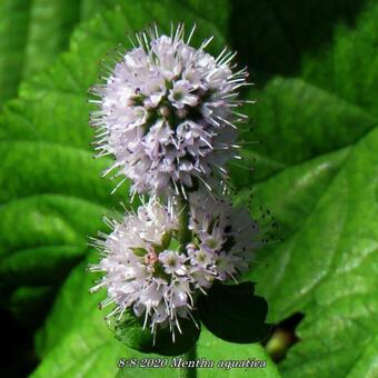 Mentha aquatica