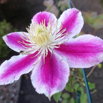 Clematis 'Angela'