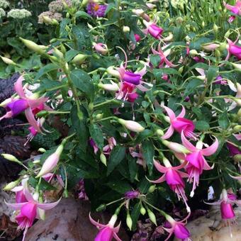 Fuchsia 'Fairy Lights'