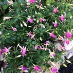 Fuchsia 'Fairy Lights' - Bellenplant