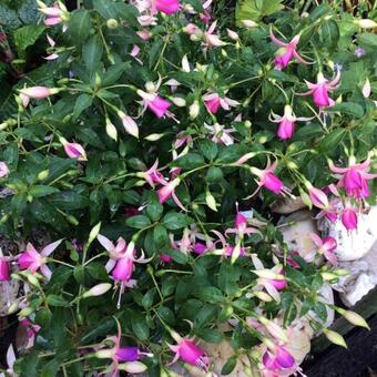 Fuchsia 'Fairy Lights'