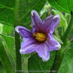 Solanum melongena 'White Eggs' - Witte aubergine