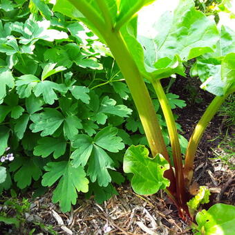 Rheum rhabarbarum 'Red Champagne'