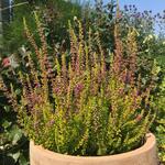 Calluna vulgaris 'Firefly‘ - Zomerheide / struikheide/ knopbloeiende heide