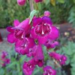 Penstemon hartwegii 'POLARIS Purple' - Slangekop