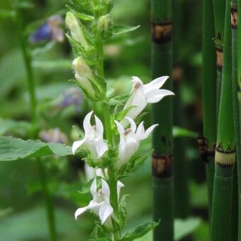 Lobelia siphilitica 'Alba'