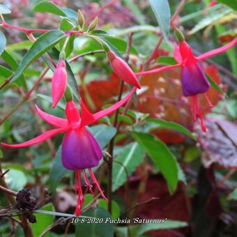 Fuchsia 'Saturnus'