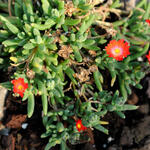 Delosperma cooperi 'JEWEL OF DESERT Sunstone' - IJsbloem