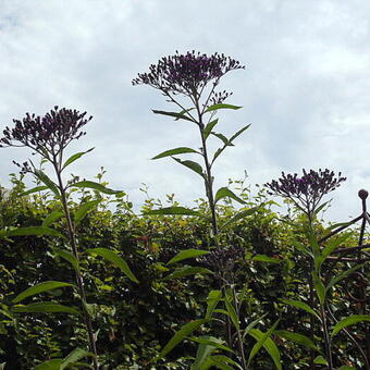 Vernonia crinita