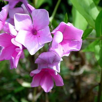 Phlox paniculata 'Eva Cullum'