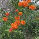 Asclepias tuberosa subsp. interior - Zijdeplant