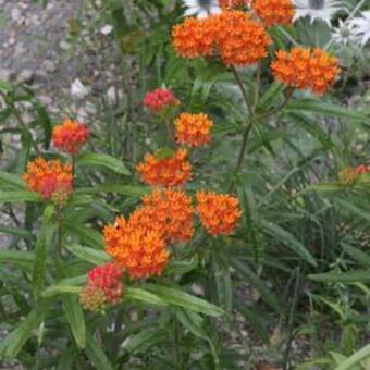 Asclepias tuberosa subsp. interior