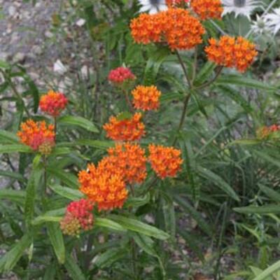 Zijdeplant - Asclepias tuberosa subsp. interior