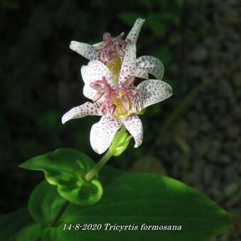 Tricyrtis formosana